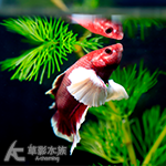 紫羅蘭 大象天使PK將軍鬥魚（公魚）