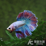 特級半月鬥魚（三色系/對魚）