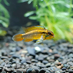 藍體超紅尾阿卡西（母魚）