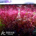 雲端
