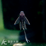 雪花大帆天使（2~2.5cm）