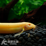 白子泥鰍 6.5~8cm