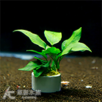 小榕定植環