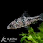 郵差魚