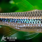 三線珍珠燈