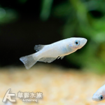 白雪公主 美達卡
