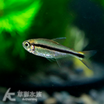 盧安娜魔鬼燈