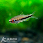 橙黃毒藥
