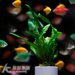 鐵皇冠定植環