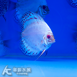 白蝴蝶七彩神仙