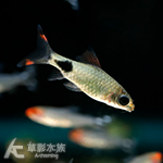 黑影道人（3.5~4cm）