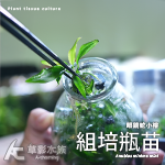 眼鏡蛇小榕 （組培瓶苗）