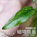 雪斑眼鏡蛇小榕 （組培瓶苗）