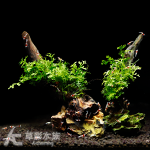 迷你黑木蕨 石景沉木