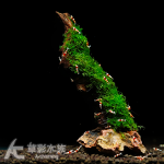 珊瑚莫絲 石景沉木