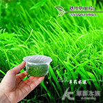 挖耳草（組培盒裝）