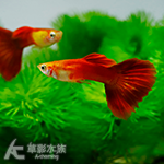 佛朗明哥孔雀（對魚）