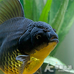 黑金剛泰國獅頭