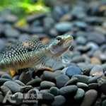 卡莉莎枝牙蝦虎