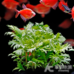 水羅蘭佗草（水上葉）