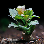 印度水羅蘭陶瓷環（水上葉）