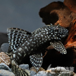 雪花小鬍子（2.5~3cm）