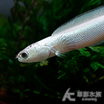 白金香蕉雷龍 001