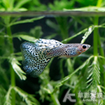 蛇王紫草尾緞帶孔雀（對魚）