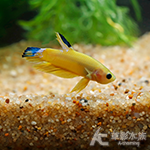 黃地獄 PK將軍鬥魚