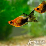 黃金黑燕尾天鵝