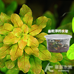 北美丁香（組培盒裝）