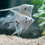 大麥町神仙（3.5~4.5cm）