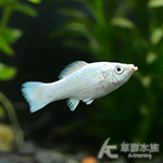 白金茉莉（3cm）