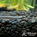 綠翡翠枝牙蝦虎