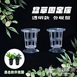 盆草固定座 透明款（含吸盤）