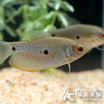 三星鬥魚（5cm）