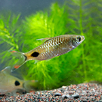 紫紅兩點鯽（5cm）