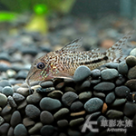 南十字星鼠（4cm）