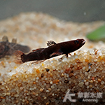 紫紅幽靈蝦虎（3.5cm）