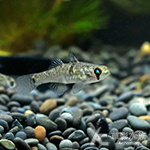 賽拉騎士蝦虎（2.5~3cm）