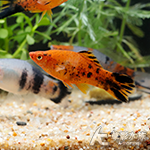 五花劍（5~6cm）