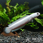 白金香蕉雷龍（10cm） 002