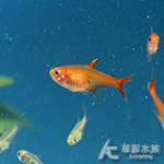 噴火燈（1.1~1.3cm）