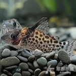 納內河斑豹鼠（4cm）