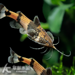 落葉蜜蜂貓（3~4.5cm）