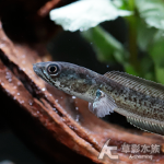 喜馬拉雅藍寶石雷龍（7cm） 002