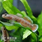 周氏吻蝦虎（3.5~4.5cm）