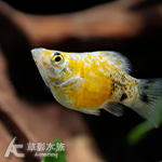 香吉士球（2~2.5cm）