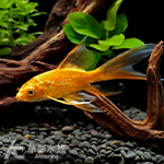 火焰龍鯉（6cm）