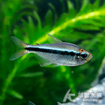 烈焰藍寶石燈（2~3cm）